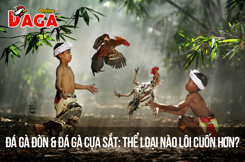 Đá gà đòn & đá gà cựa sắt: Thể loại nào lôi cuốn hơn?