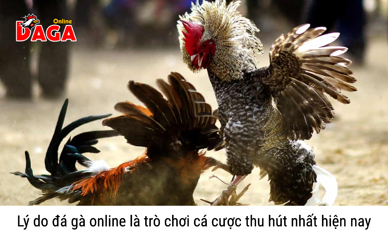 Lý do đá gà online là trò chơi cá cược thu hút nhất hiện nay