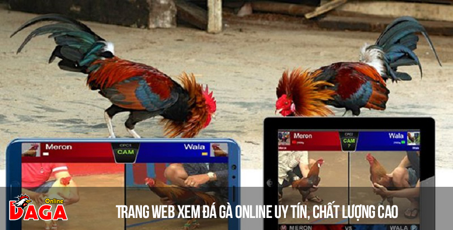 Trang web xem đá gà online uy tín, chất lượng cao