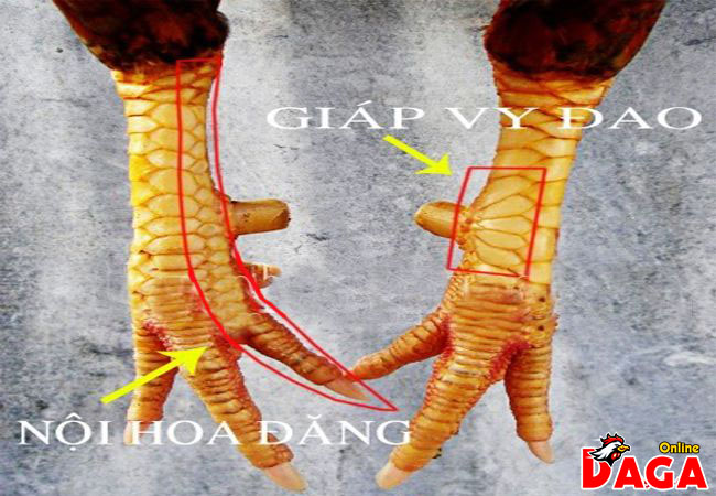 Vảy giáp vy đao & Nội hoa đăng