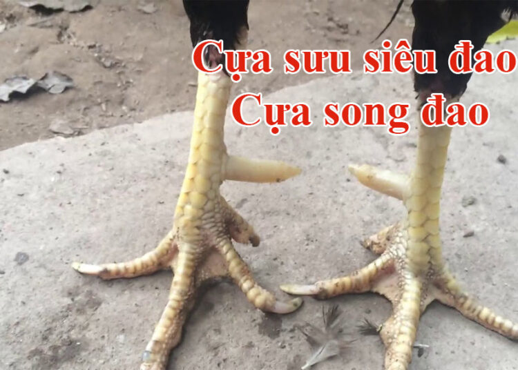 Coi chân gà đá qua cựa gà