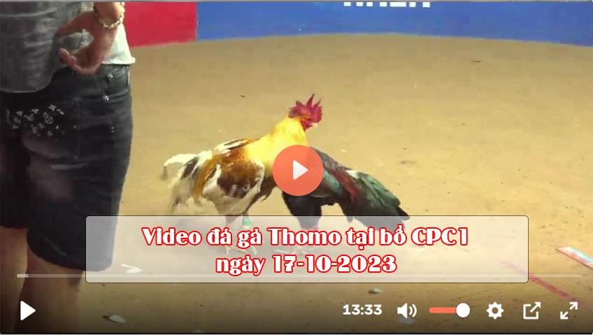 Video đá gà Thomo tại bồ CPC1 ngày 17-10-2023