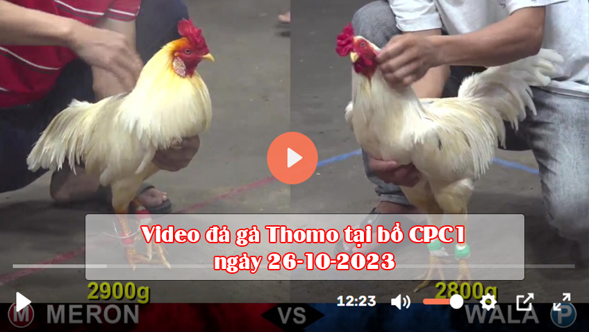 Video đá gà Thomo tại bồ CPC1 ngày 26-10-2023