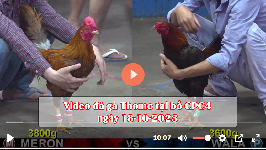 Video đá gà Thomo tại bồ CPC4 ngày 18-10-2023