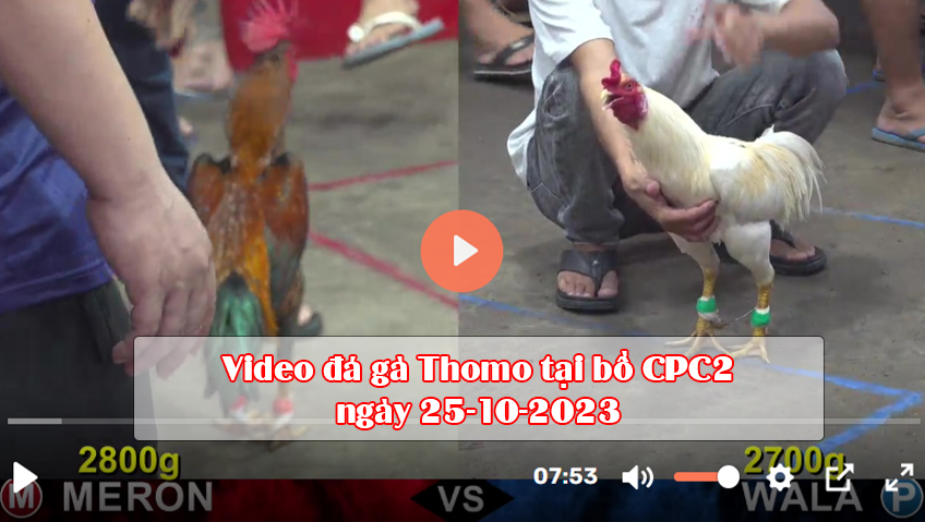 Video đá gà Thomo tại bồ CPC2 ngày 25-10-2023