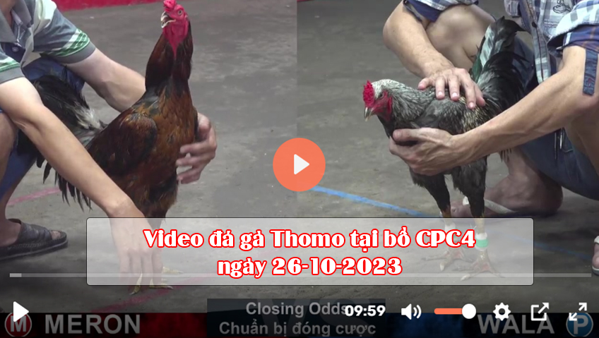 Video đá gà Thomo tại bồ CPC4 ngày 26-10-2023