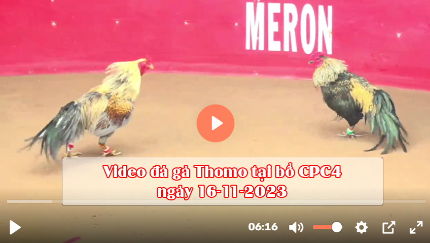 Video đá gà Thomo tại bồ CPC4 ngày 16-11-2023