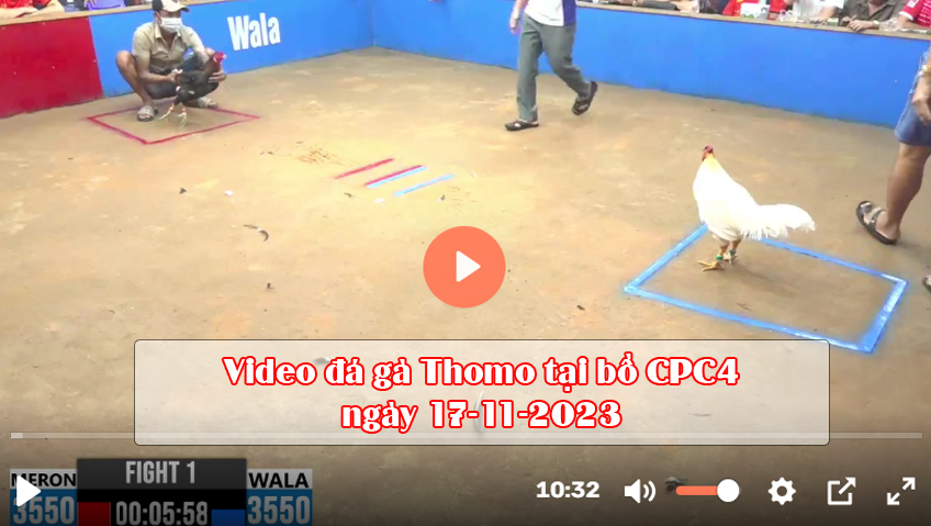 Video đá gà Thomo tại bồ CPC4 ngày 17-11-2023