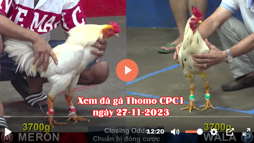 Xem đá gà Thomo CPC1 ngày 27-11-2023