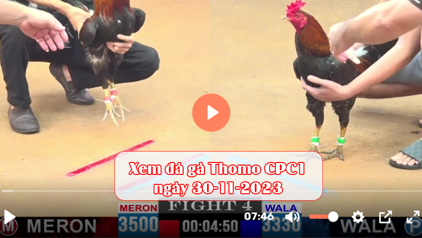 Xem đá gà Thomo CPC1 ngày 30-11-2023