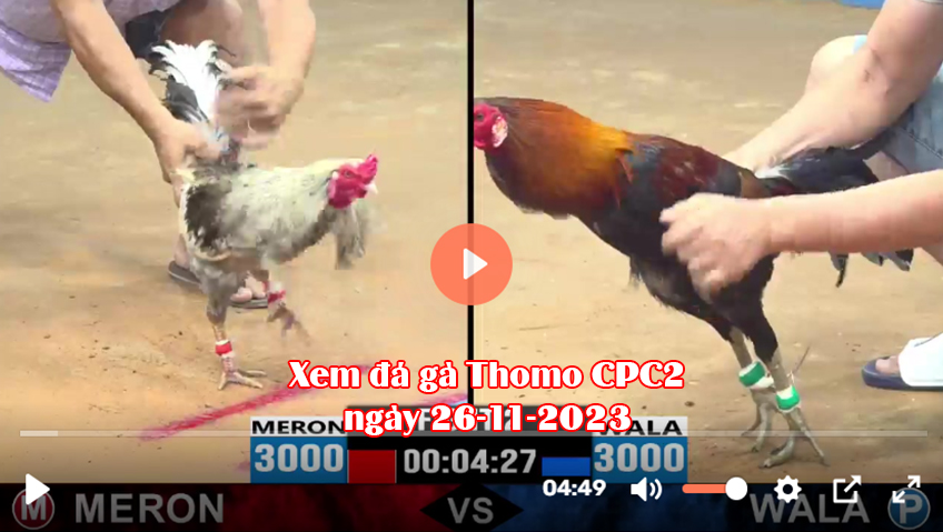 Xem đá gà Thomo CPC2 ngày 26-11-2023