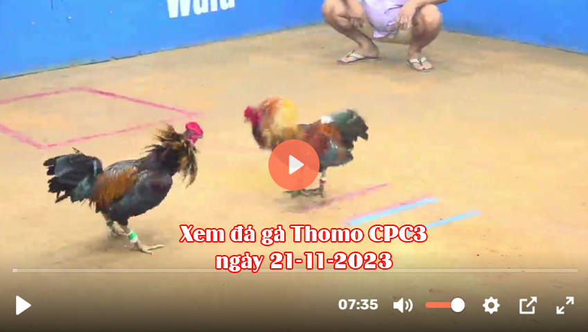 Xem đá gà Thomo CPC3 ngày 21-11-2023