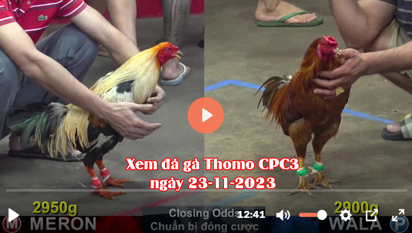 Xem đá gà Thomo CPC3 ngày 23-11-2023