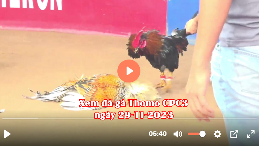 Xem đá gà Thomo CPC3 ngày 29-11-2023