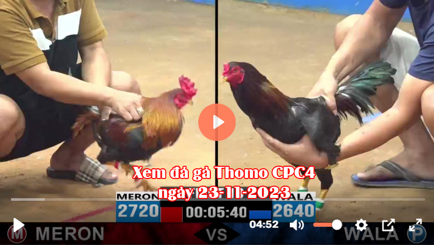 Xem đá gà Thomo CPC4 ngày 23-11-2023