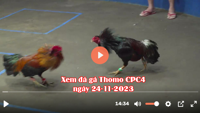 Xem đá gà Thomo CPC4 ngày 24-11-2023