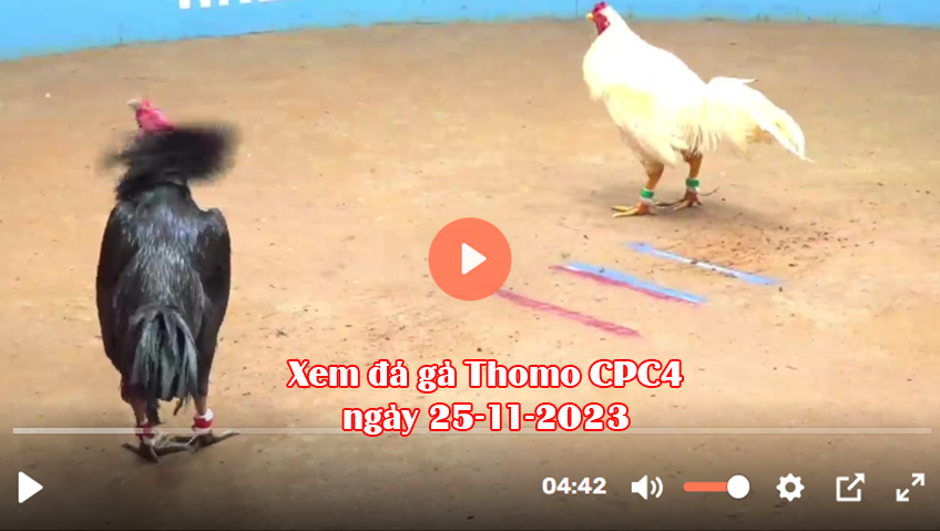 Xem đá gà Thomo CPC4 ngày 25-11-2023