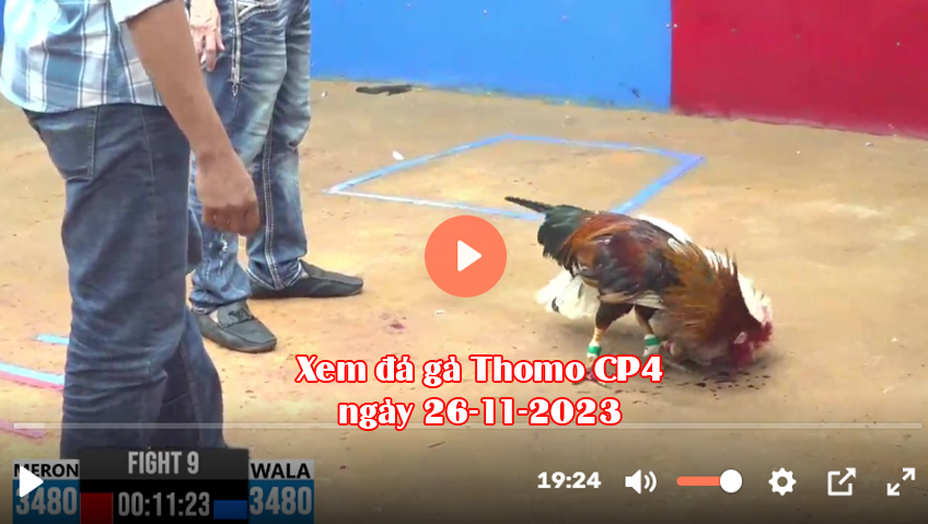 Xem đá gà Thomo CPC4 ngày 26-11-2023