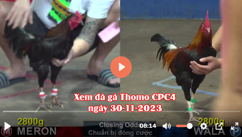 Xem đá gà Thomo CPC4 ngày 30-11-2023