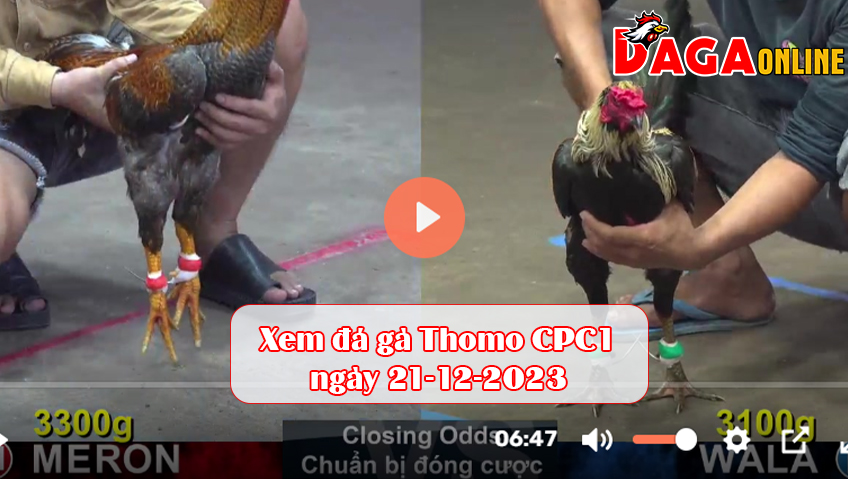 Xem đá gà Thomo CPC1 ngày 21-12-2023