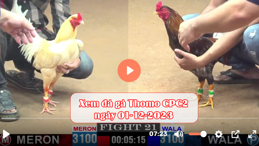 Xem đá gà Thomo CPC2 ngày 01-12-2023