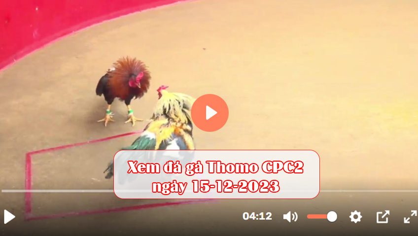 Xem đá gà Thomo CPC2 ngày 15-12-2023