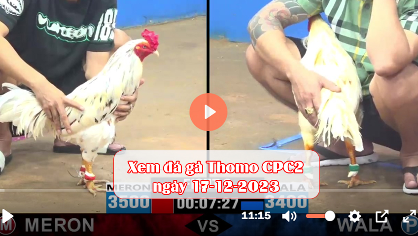 Xem đá gà Thomo CPC2 ngày 17-12-2023