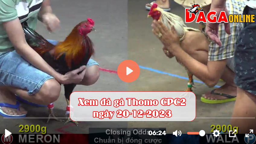 Xem đá gà Thomo CPC2 ngày 20-12-2023