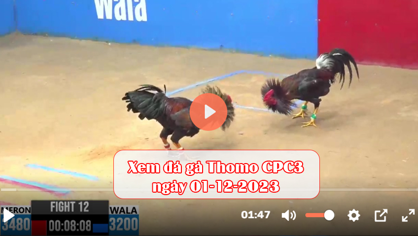 Xem đá gà Thomo CPC3 ngày 01-12-2023