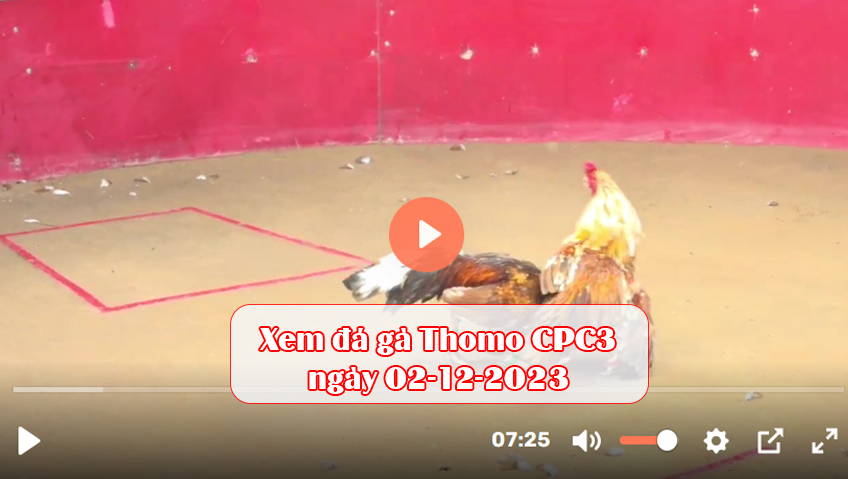 Xem đá gà Thomo CPC3 ngày 02-12-2023