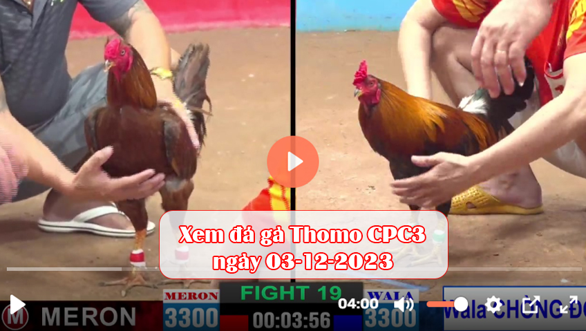 Xem đá gà Thomo CPC3 ngày 03-12-2023