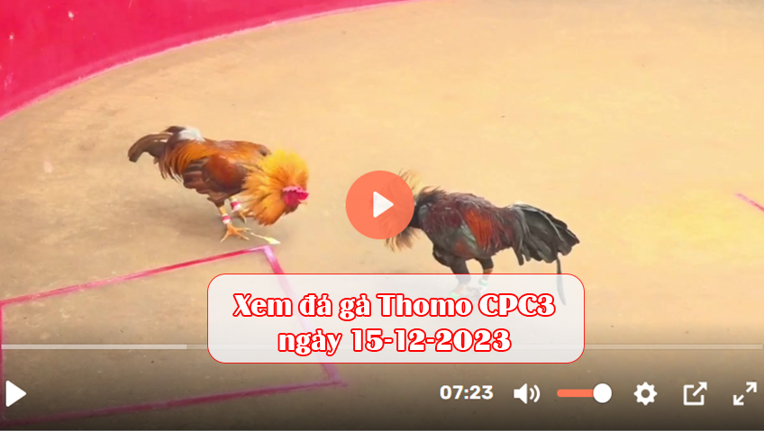 Xem đá gà Thomo CPC3 ngày 15-12-2023