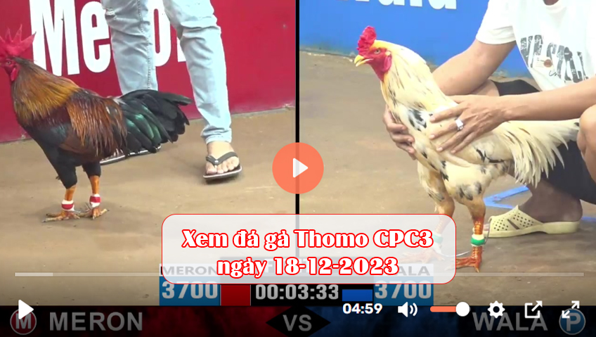 Xem đá gà Thomo CPC3 ngày 18-12-2023