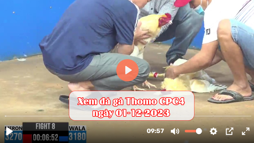 Xem đá gà Thomo CPC4 ngày 01-12-2023