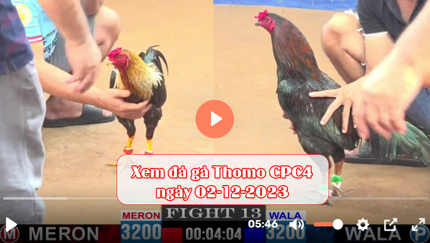 Xem đá gà Thomo CPC4 ngày 02-12-2023