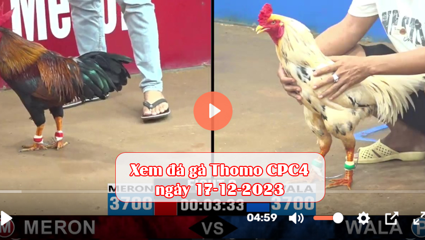 Xem đá gà Thomo CPC4 ngày 17-12-2023