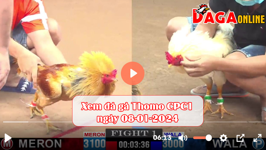 Xem đá gà Thomo CPC1 ngày 08-01-2024