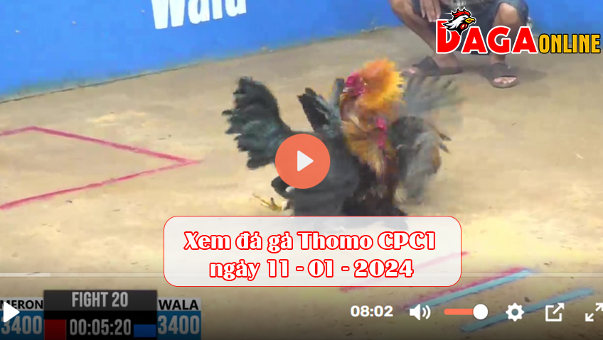 Xem đá gà Thomo CPC1 ngày 11-01-2024