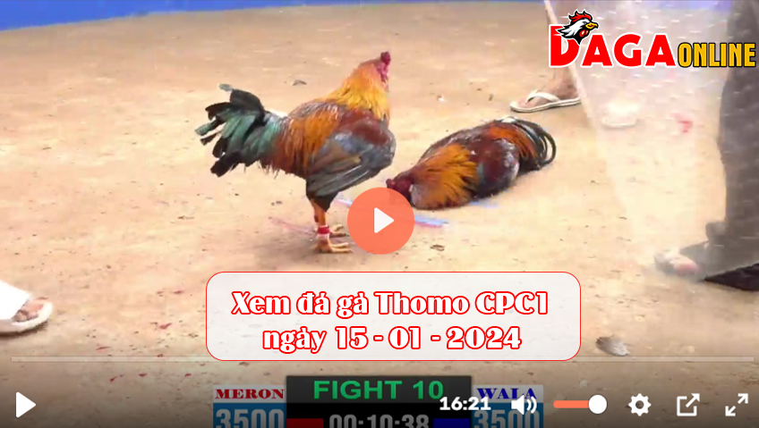 Xem đá gà Thomo CPC1 ngày 15-01-2024