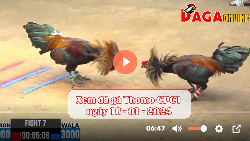 Xem đá gà Thomo CPC1 ngày 18-01-2024