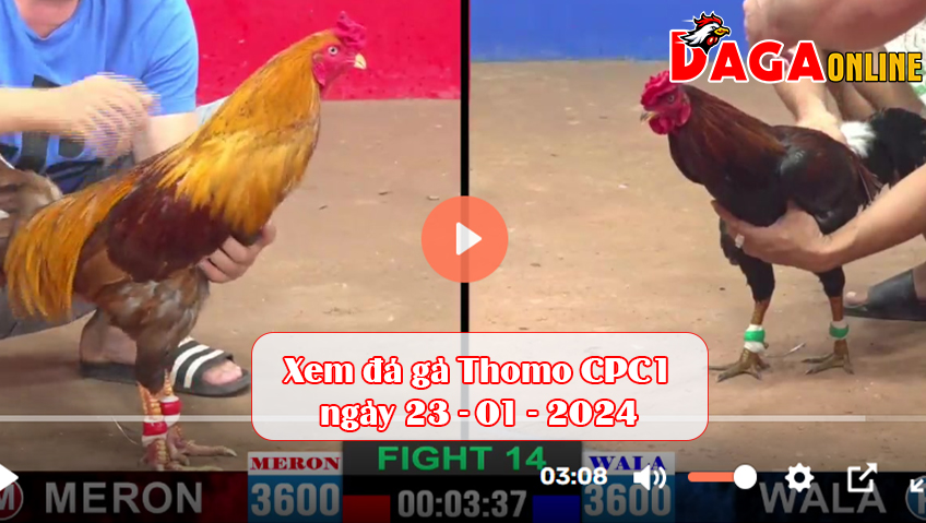 Xem đá gà Thomo CPC1 ngày 23-01-2024