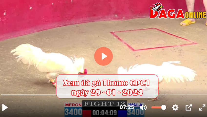 Xem đá gà Thomo CPC1 ngày 29-01-2024