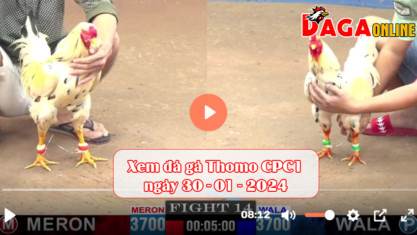 Xem đá gà Thomo CPC1 ngày 30-01-2024