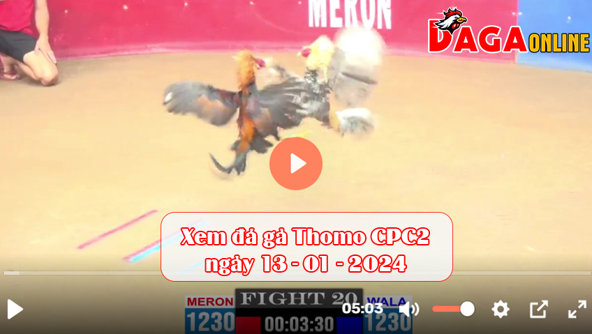 Xem đá gà Thomo CPC2 ngày 13-01-2024