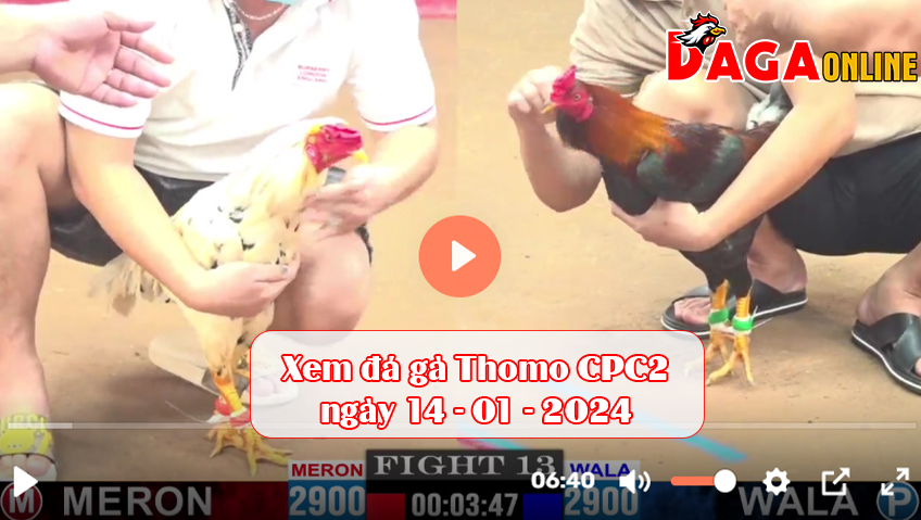 Xem đá gà Thomo CPC2 ngày 14-01-2024