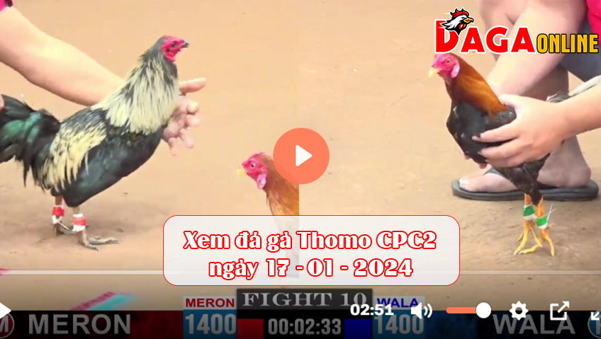 Xem đá gà Thomo CPC2 ngày 17-01-2024