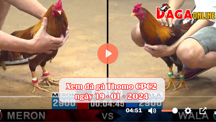 Xem đá gà Thomo CPC2 ngày 19-01-2024