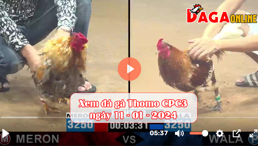 Xem đá gà Thomo CPC3 ngày 11-01-2024