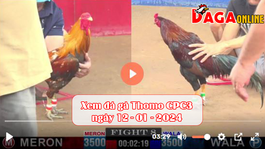 Xem đá gà Thomo CPC3 ngày 12-01-2024