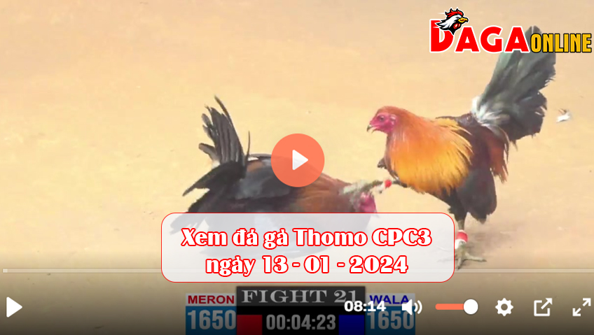 Xem đá gà Thomo CPC3 ngày 13-01-2024